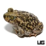 Baby Western Spadefoot Toad For Sale - Underground Reptiles