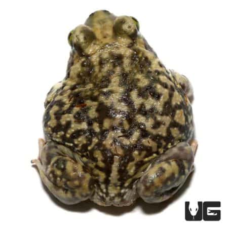 Baby Western Spadefoot Toad For Sale - Underground Reptiles