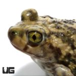 Baby Western Spadefoot Toad For Sale - Underground Reptiles