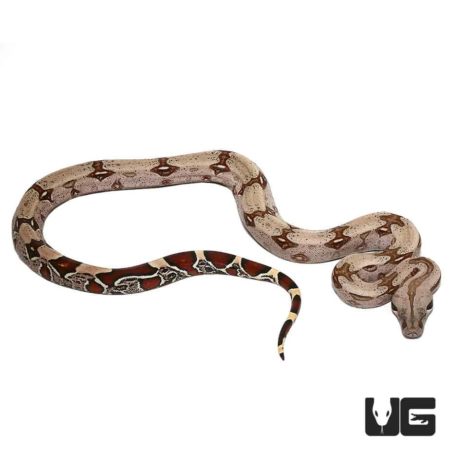 Aberrant Guyana Redtail Boa snake, yearling, showcasing unique coloration and pattern.