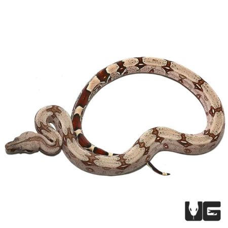 Aberrant Guyana Redtail Boa, yearling, showcasing unique coloration and pattern.