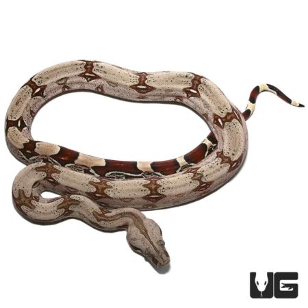 Yearling Aberrant Guyana Redtail Boa For Sale - Underground Reptiles