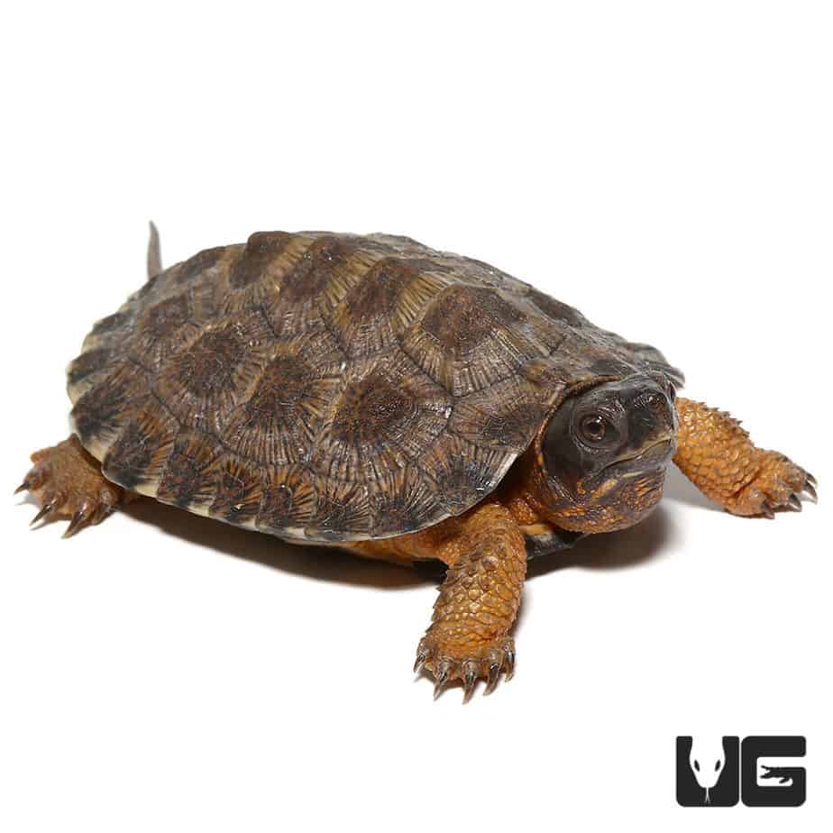 Baby North American Wood Turtles For Sale - Underground Reptiles