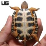 Yearling North American Wood Turtles For Sale - Underground Reptiles