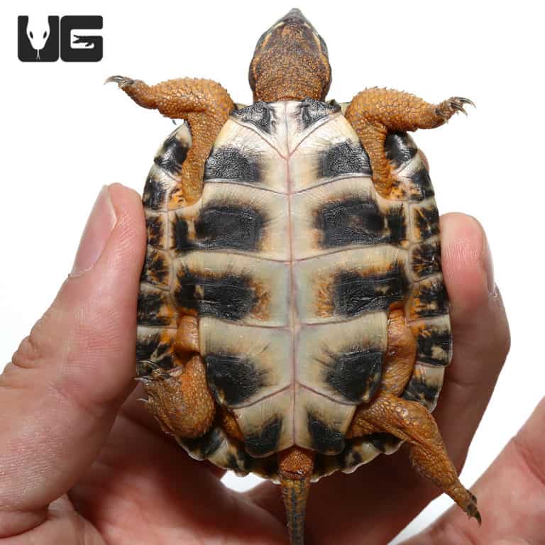 Baby North American Wood Turtles For Sale - Underground Reptiles