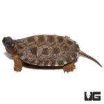 Yearling North American Wood Turtles For Sale - Underground Reptiles
