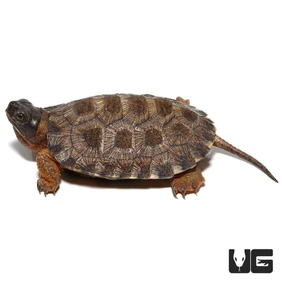 Baby North American Wood Turtles For Sale - Underground Reptiles