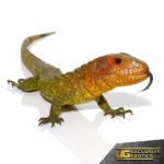 Baby Caiman Lizards For Sale - Underground Reptiles
