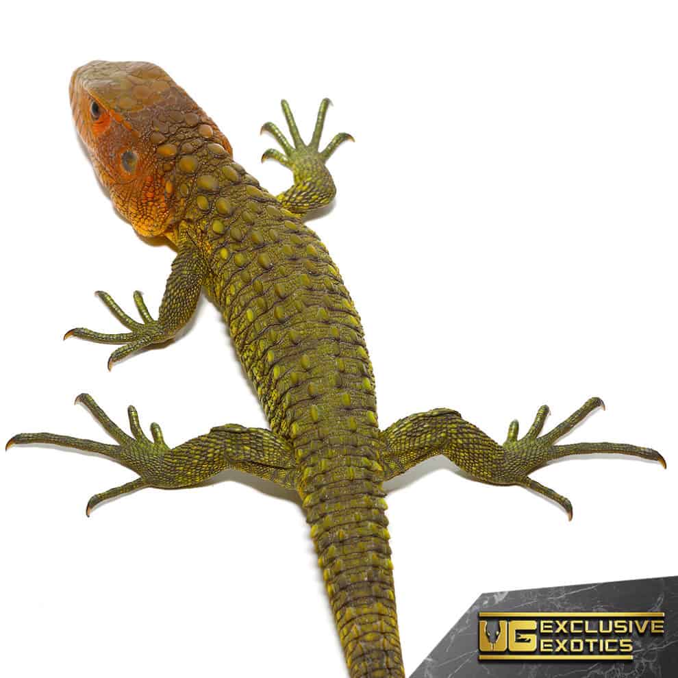 Baby Caiman Lizards (Dracaena guianensis) For Sale Underground Reptiles