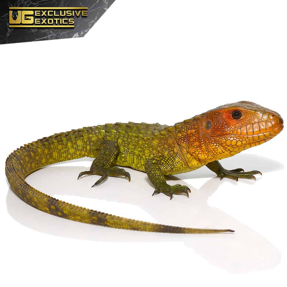 Baby Caiman Lizards (Dracaena Guianensis) For Sale - Underground Reptiles