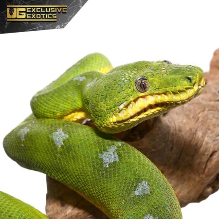 Emerald Green Blue Tree Boa on Branch.