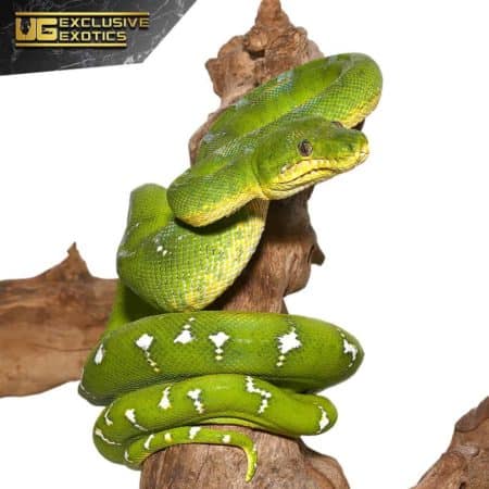 Emerald Green Blue Tree Boa on Branch.
