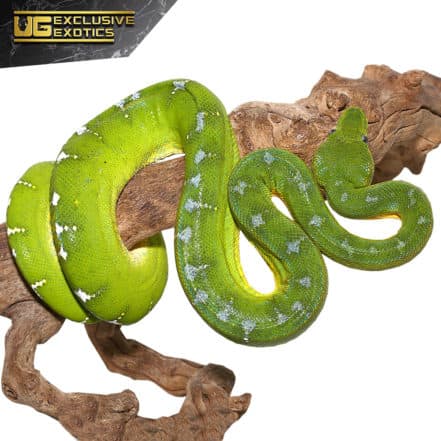 Emerald Tree Boas For Sale - Underground Reptiles