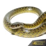Military Ground Snake For Sale - Underground Reptiles