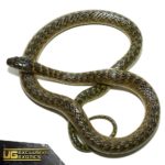 Military Ground Snake For Sale - Underground Reptiles