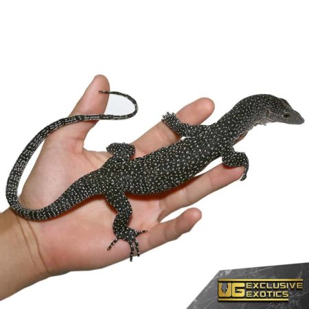 silver morph Solomon Island Mangrove Monitors For Sale - Underground Reptiles