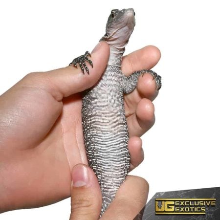 silver morph Solomon Island Mangrove Monitors For Sale - Underground Reptiles