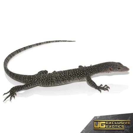 silver morph Solomon Island Mangrove Monitors For Sale - Underground Reptiles