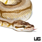 Lesser Spider AHI Ball Pythons For Sale - Underground Reptiles