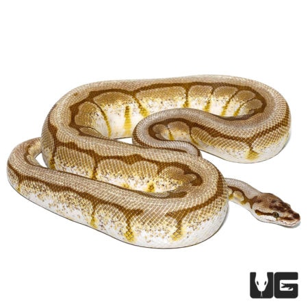 Lesser Spider AHI Ball Pythons For Sale - Underground Reptiles