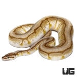 Lesser Spider AHI Ball Pythons For Sale - Underground Reptiles