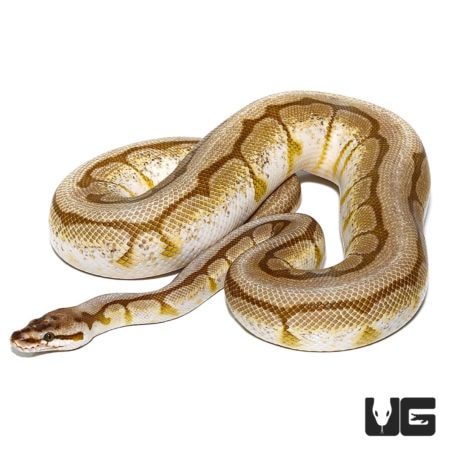Lesser Spider AHI Ball Pythons For Sale - Underground Reptiles
