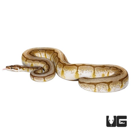 Lesser Spider AHI Ball Pythons For Sale - Underground Reptiles