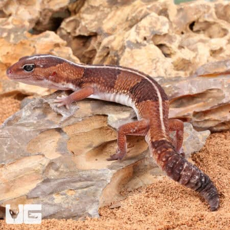 African Fat Tail Geckos For Sale - Underground Reptiles