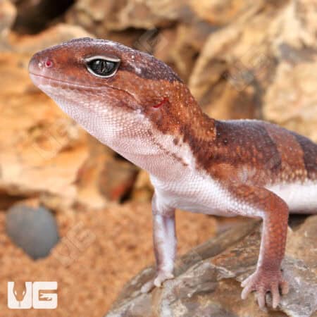 African Fat Tail Geckos For Sale - Underground Reptiles