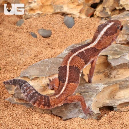 African Fat Tail Geckos For Sale - Underground Reptiles