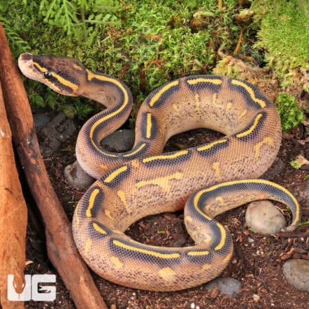 Baby Highway Ball Python For Sale - Underground Reptiles