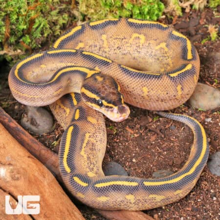 Baby Highway Ball Python For Sale - Underground Reptiles