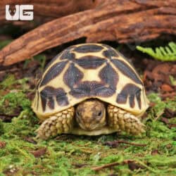 Baby Sri Lankan Star Tortoises (Geochelone elegans) For Sale - Underground Reptiles