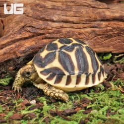 Baby Sri Lankan Star Tortoises (Geochelone elegans) For Sale - Underground Reptiles