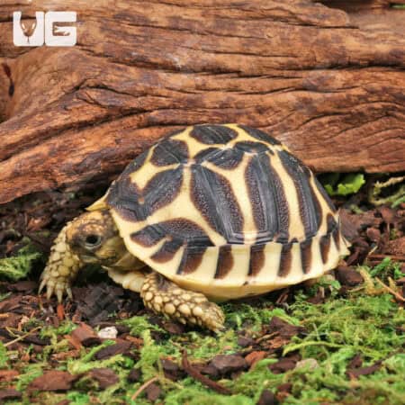 Baby Sri Lankan Star Tortoises (Geochelone elegans) For Sale - Underground Reptiles
