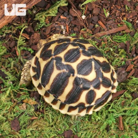 Baby Sri Lankan Star Tortoises (Geochelone elegans) For Sale - Underground Reptiles