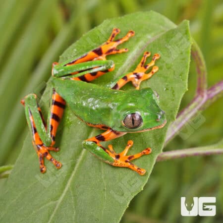 Super Tigerleg Monkey Tree Frogs For Sale - Underground Reptiles