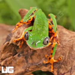 Super Tigerleg Monkey Tree Frogs For Sale - Underground Reptiles