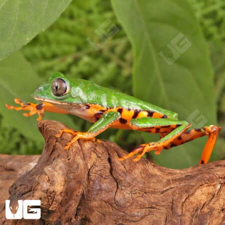 Super Tigerleg Monkey Tree Frogs For Sale - Underground Reptiles