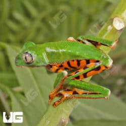 Super Tigerleg Monkey Tree Frogs For Sale - Underground Reptiles