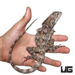 Adult Frilled Dragons For Sale - Underground Reptiles