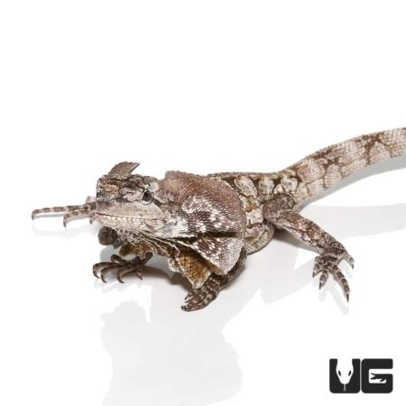 Adult Frilled Dragons For Sale - Underground Reptiles