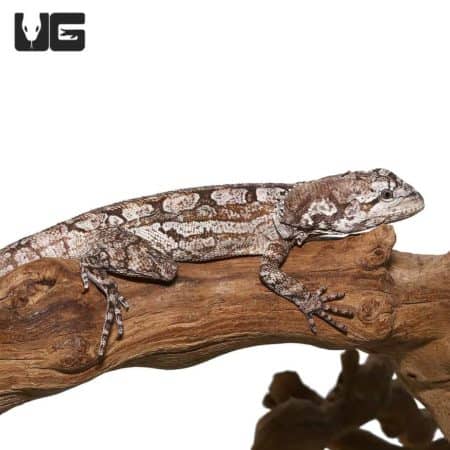 Adult Frilled Dragons For Sale - Underground Reptiles