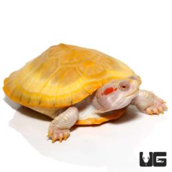 Albino Red Ear Slider Turtles For Sale - Underground Reptiles