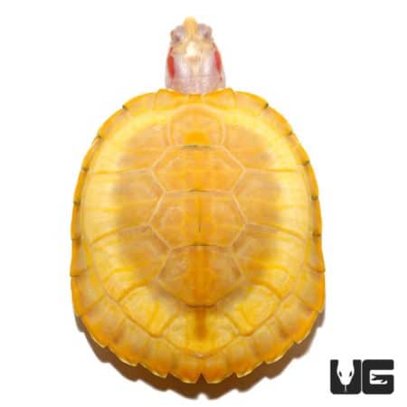 Albino Red Ear Slider Turtles For Sale - Underground Reptiles