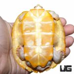 Albino Red Ear Slider Turtles For Sale - Underground Reptiles