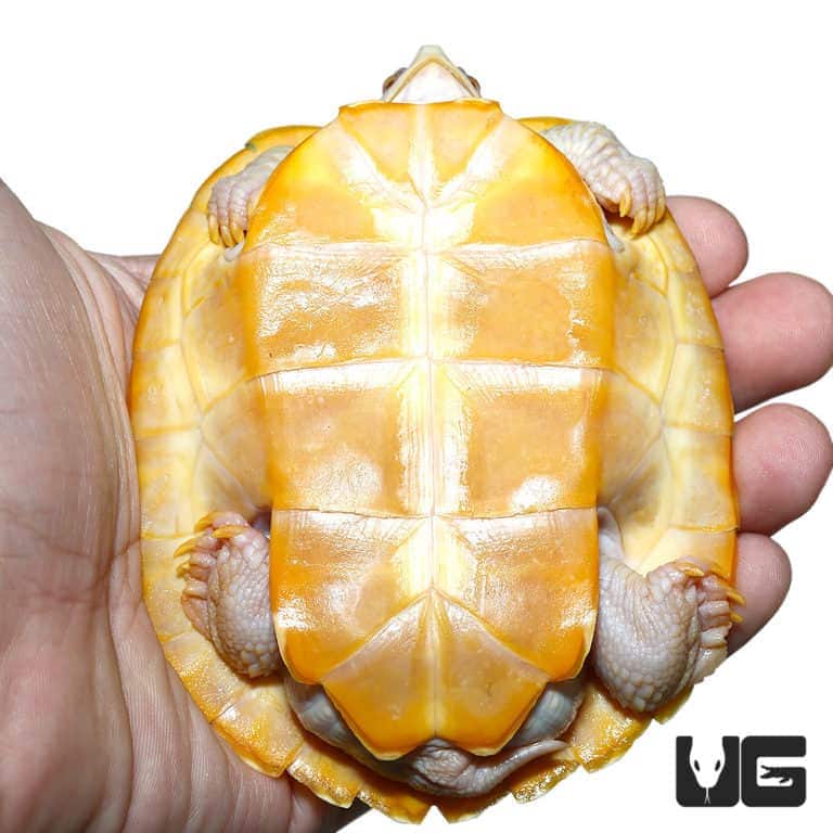 Juvenile Albino Red Ear Slider Turtle - Underground Reptiles