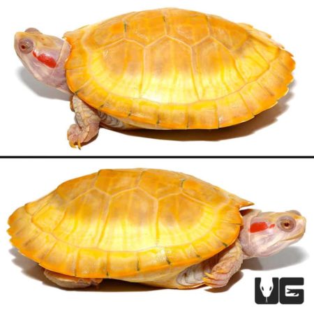 Albino Red Ear Slider Turtles For Sale - Underground Reptiles