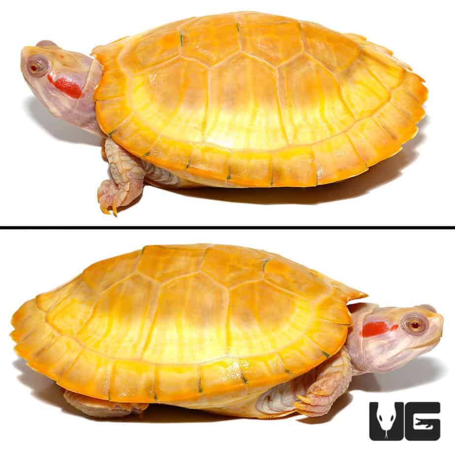 Juvenile Albino Red Ear Slider Turtle - Underground Reptiles