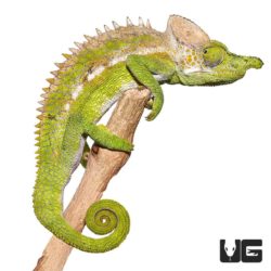 Antimena chameleons For Sale - Underground Reptiles
